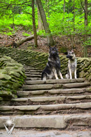 Hemi and Piston posed on the stone stairs