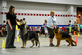 Piston and a German Shepherd in the ring