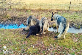 Hemi checking on Charger, Rivet and Chassis in the creek