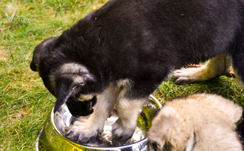 Alpha digging in the water bowl