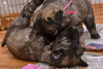 Ascari and Aprilia wrestling