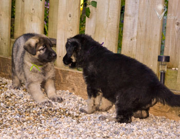 Aston and Audi playing