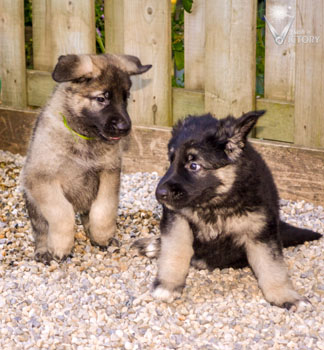 Aston and Audi playing