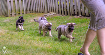 Puppies following Margaret