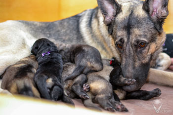 Hemi and her pups at 1 week old