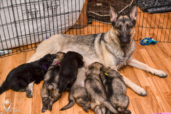 Hemi and her pups at 4 weeks old