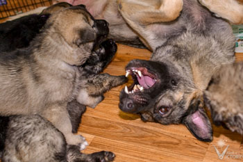 Hemi playing with her puppies