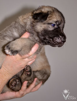 Allard at 3 weeks