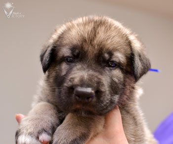 Allard at 4 weeks