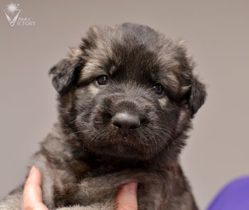 Aprilia at 4 weeks