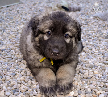 Ascari at 6 weeks