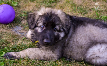 Ascari at 7.5 Weeks