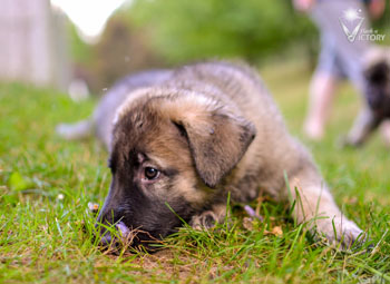 Aston at 7.5 Weeks