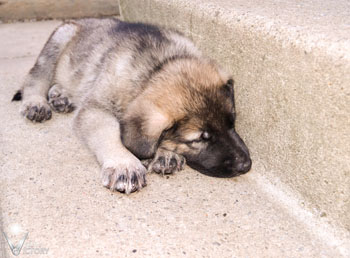 Aston at 6 weeks