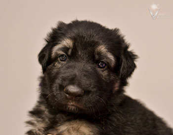 Audi at 4 weeks
