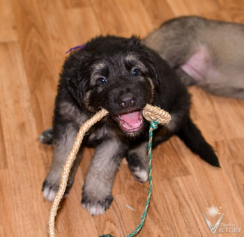 Audi at 5 weeks