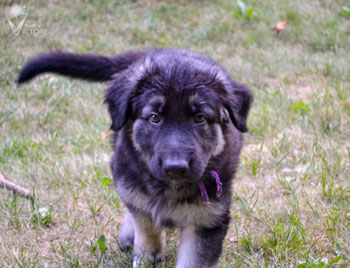 Audi at 7.5 Weeks