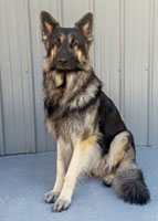 Sire: Lomax