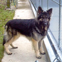 Sire: Lomax