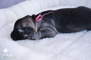 Cadillac at 1 Week