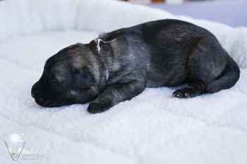 Carrera at 1 Week