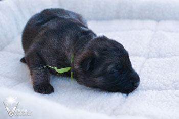 Charger at 1 Week