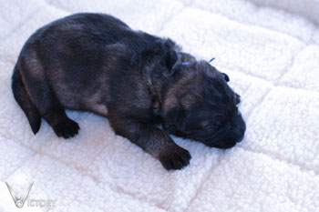 Cobra at 1 Week