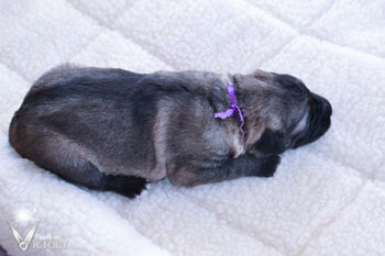 Cuda at 1 Week