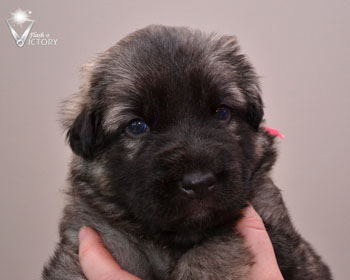 Cadillac at 3 Weeks
