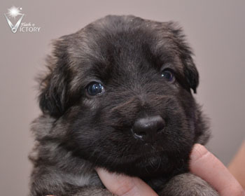 Carrera at 3 Weeks