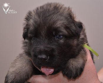 Charger at 3 Weeks