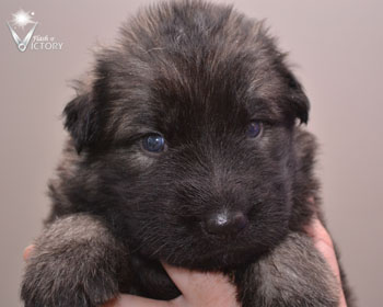 Cobra at 3 Weeks