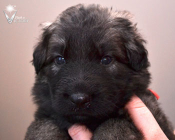 Corvette at 3 Weeks