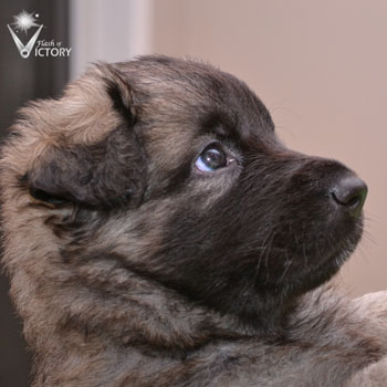 Carrera at 4 Weeks