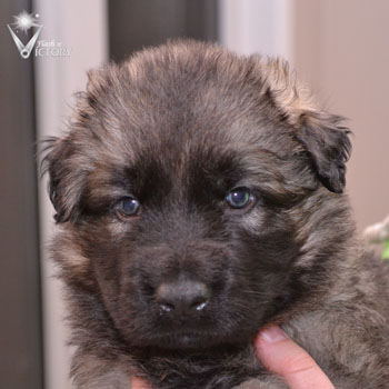 Charger at 4 Weeks