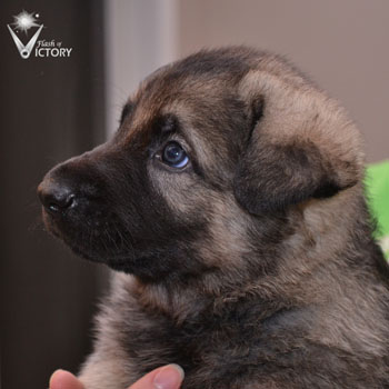 Cizeta at 4 Weeks