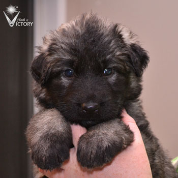 Corvette at 4 Weeks
