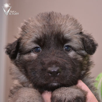 Cuda at 4 Weeks