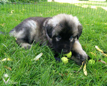 Cadillac at 6 Weeks
