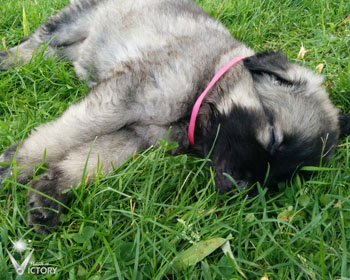 Cadillac at 6 Weeks