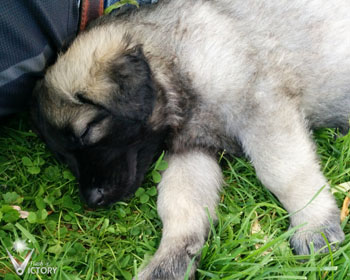 Carrera at 6 Weeks
