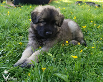 Charger at 6 Weeks