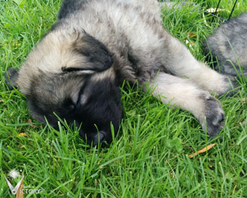 Charger at 6 Weeks