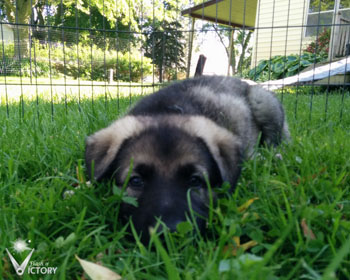 Cizeta at 6 Weeks