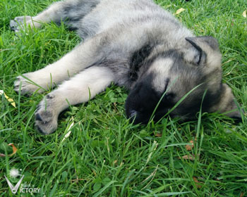 Cizeta at 6 Weeks