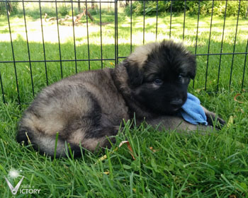 Cobra at 6 Weeks