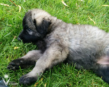 Corvette at 6 Weeks