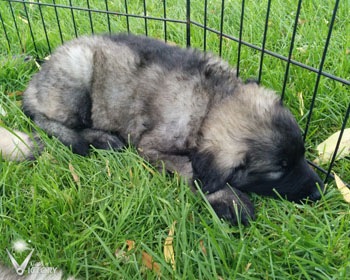 Corvette at 6 Weeks