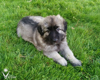Cuda at 6 Weeks