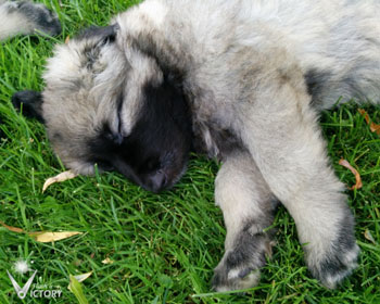 Cuda at 6 Weeks
